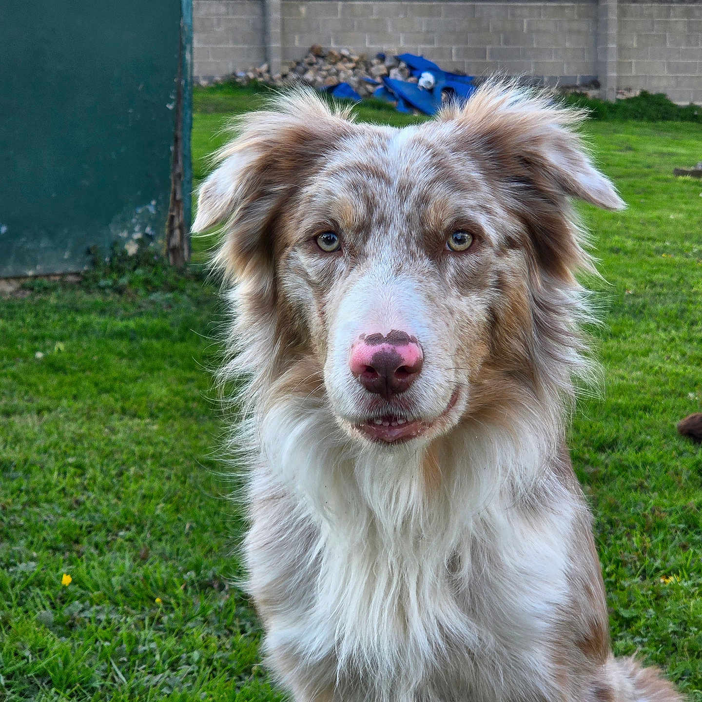 Ice participe au concours pour gagner de l'argent avec cette photo : dog, portrait, fluffy, long_hair, blue_eyes, brown_and_white, pink_nose, outdoor, grass, yard, garden, animal, pet, close_up, looking_at_camera, sitting, fur, ears, canine, backyard