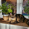 cat, tabby, fluffy, long_hair, pet, animal, portrait, indoors, windowsill, window, plants, houseplant, greenery, wood, cozy, sitting, lounging, whiskers, blue_eyes, fur