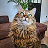 cat, long_hair, fluffy, tabby, brown_fur, green_eyes, whiskers, ears, pet, animal, portrait, indoor, sofa, couch, houseplant, living_room, furniture, sitting, close_up, adorable