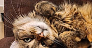 César a rejoint le concours — aidez-le/la à gagner de superbes lots ! cat, tabby_cat, fluffy, pet, animal, feline, whiskers, paws, fur, brown, striped, lying_down, upside_down, relaxed, indoor, chair, furniture, close_up, portrait, cozy