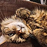 cat, tabby_cat, fluffy, pet, animal, feline, whiskers, paws, fur, brown, striped, lying_down, upside_down, relaxed, indoor, chair, furniture, close_up, portrait, cozy