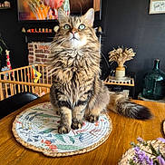 César a rejoint le concours — aidez-le/la à gagner de superbes lots ! cat, fluffy_cat, long_hair, tabby, brown_cat, green_eyes, whiskers, sitting, pet, animal, portrait, indoors, dining_table, placemat, wooden_table, fireplace, brick, painting, dried_flowers, home_decor