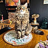 cat, fluffy_cat, long_hair, tabby, brown_cat, green_eyes, whiskers, sitting, pet, animal, portrait, indoors, dining_table, placemat, wooden_table, fireplace, brick, painting, dried_flowers, home_decor