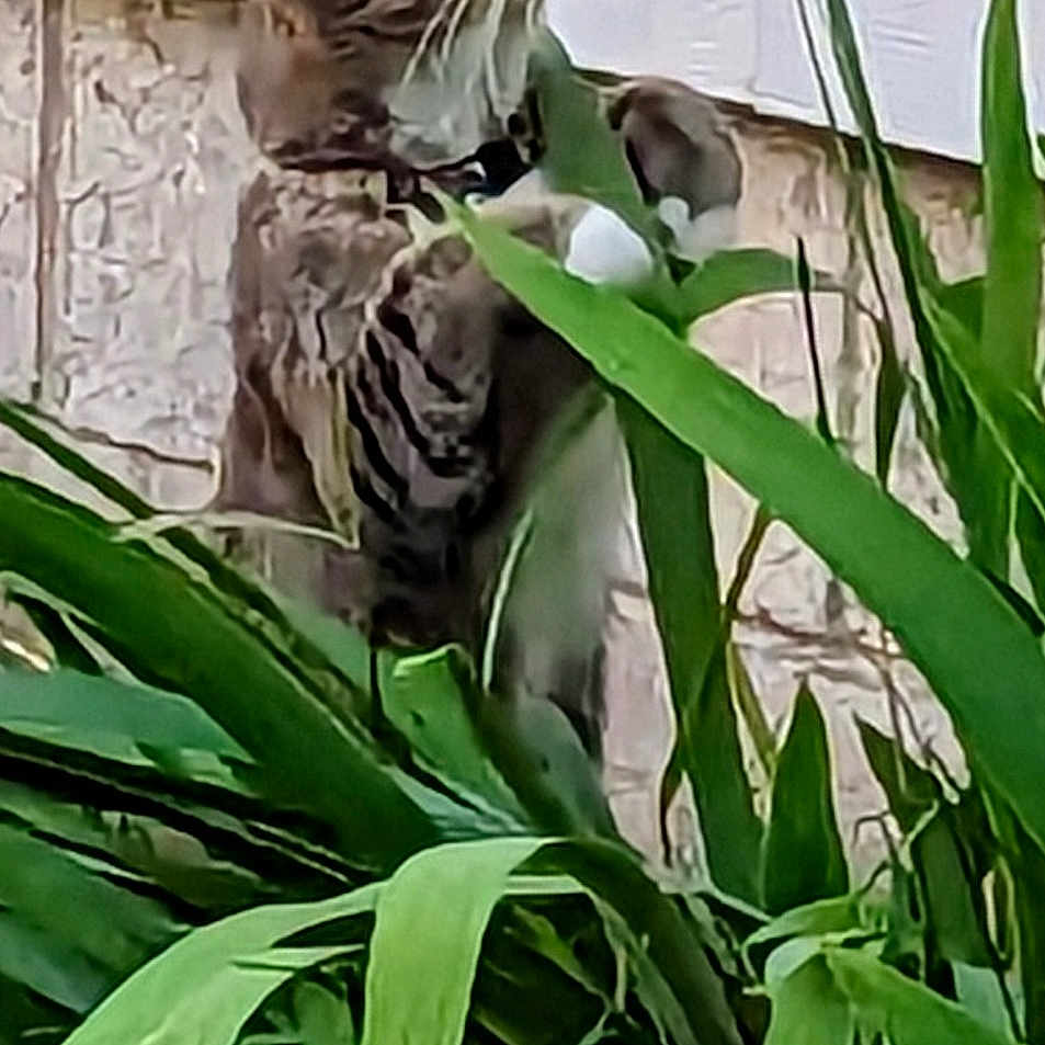 Ziggy is registered to the contest to win money with this photo: animal, backyard, cat, flower, grass, herbal, herbs, jar, kitten, leaf, outdoors, pet, petal, plant, planter, pottedplant, pottery, purple, vase, vegetation