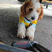 Señor Kuruk Mukki joined the competition — help win amazing prizes! dog, curly_fur, yellow_shirt, blue_trim, tool, pavement, vehicle_underbody, outdoor, pet, lying_down, close_up, brown_and_white, curious, paw, collar, metal, workshop, mechanic, background_blur, ground