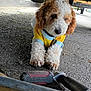 dog, curly_fur, yellow_shirt, blue_trim, tool, pavement, vehicle_underbody, outdoor, pet, lying_down, close_up, brown_and_white, curious, paw, collar, metal, workshop, mechanic, background_blur, ground
