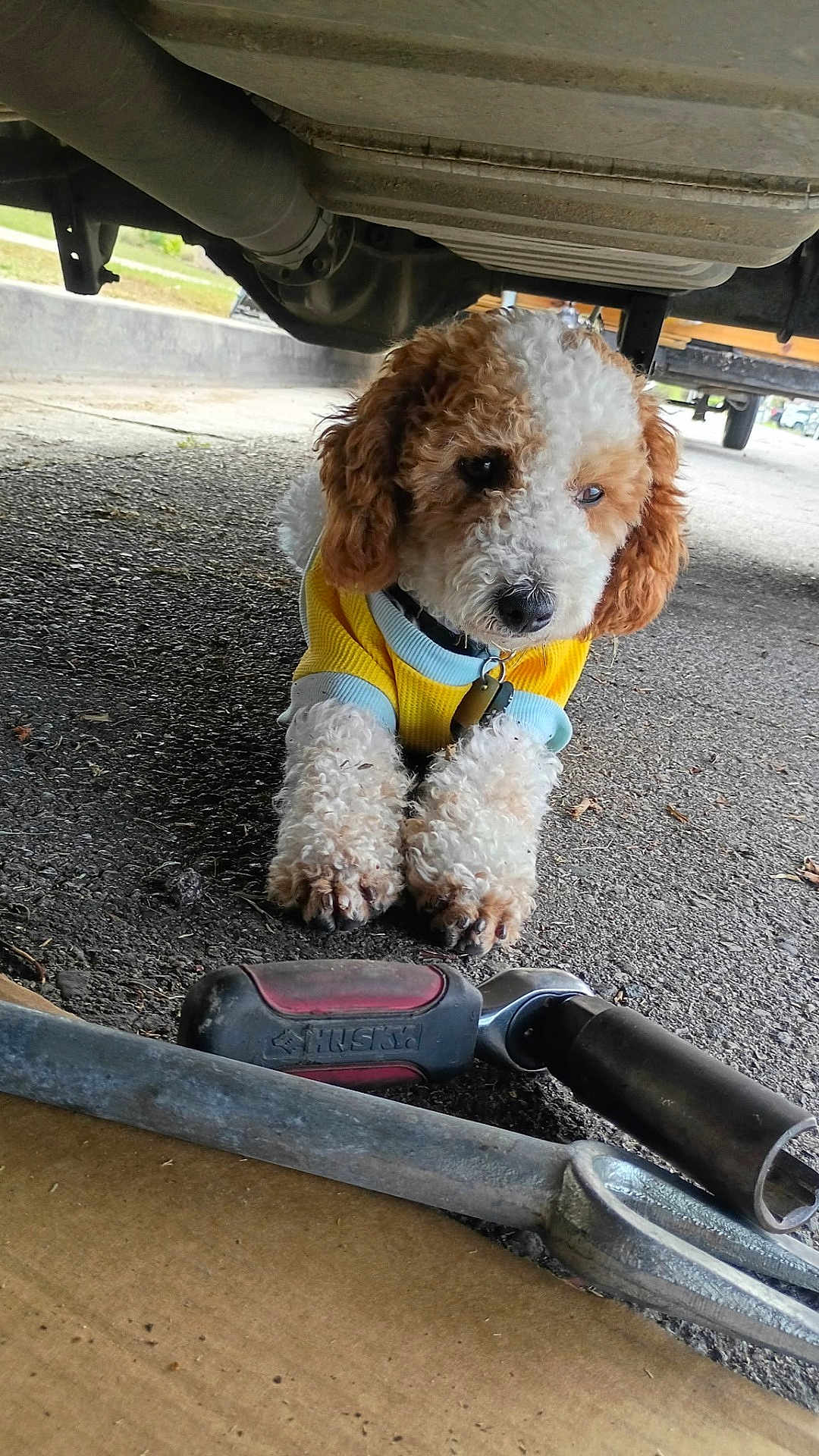 Señor Kuruk Mukki joined the competition — help win amazing prizes! dog, curly_fur, yellow_shirt, blue_trim, tool, pavement, vehicle_underbody, outdoor, pet, lying_down, close_up, brown_and_white, curious, paw, collar, metal, workshop, mechanic, background_blur, ground