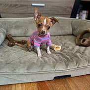 Nugget joined the competition — help win amazing prizes! dog, puppy, small_dog, pet, dog_bed, toy, chew_toy, indoor, wooden_floor, cute, curious, pink_shirt, striped_shirt, brown_dog, white_markings, collar, furniture, home, floor, animal