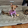 dog, puppy, small_dog, pet, dog_bed, toy, chew_toy, indoor, wooden_floor, cute, curious, pink_shirt, striped_shirt, brown_dog, white_markings, collar, furniture, home, floor, animal