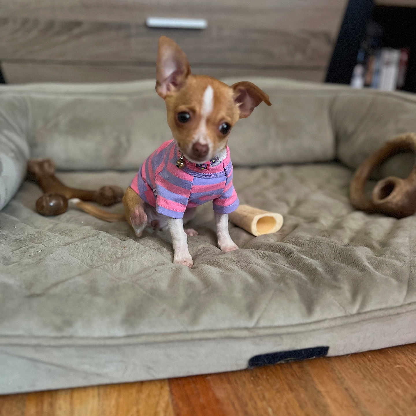 Nugget joined the competition — help win amazing prizes! animal, brown_dog, chew_toy, collar, curious, cute, dog, dog_bed, floor, furniture, home, indoor, pet, pink_shirt, puppy, small_dog, striped_shirt, toy, white_markings, wooden_floor