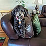 Bella is registered to the contest to win money with this photo: dog, curly_hair, brown_leather_couch, green_pillow, living_room, table_lamp, framed_photos, wood_floor, plant, pet_collar, dog_tag, indoor, furniture, cute, animal, portrait, relaxing, home_decor, looking_at_camera, cozy