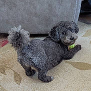 Bella is registered to the contest to win money with this photo: dog, curly_fur, gray, toy, carpet, indoor, pet, animal, looking_back, paw, cute, small_dog, fur, companion, relaxed, cozy, home, curled_tail, playful, living_room