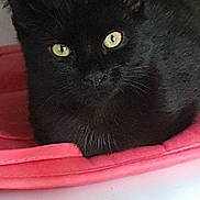 Krokmou a rejoint le concours — aidez-le/la à gagner de superbes lots ! black, black_cat, bombay, british_shorthair, cat, cat_like_mammal, chartreux, domestic_short_haired_cat, eye, fur, small_to_medium_sized_cats, snout, whiskers