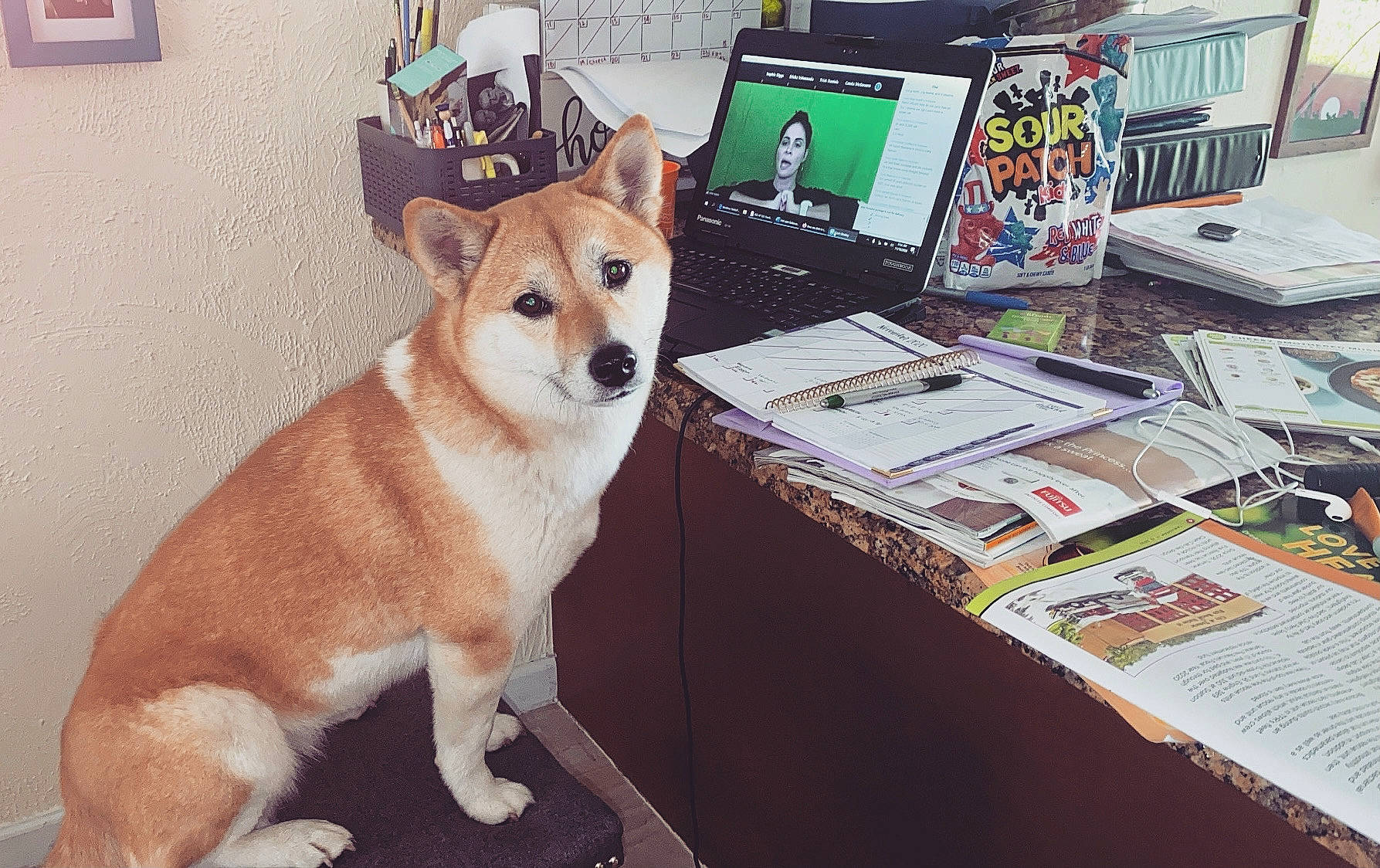 Chelsea joined the competition — help win amazing prizes! ancient_dog_breeds, canidae, canis, cardigan_welsh_corgi, carnivore, companion_dog, dog, dog_breed, fawn, mammal, non_sporting_group, norwegian_lundehund, pembroke_welsh_corgi, shiba_inu, shikoku, welsh_corgi, working_dog