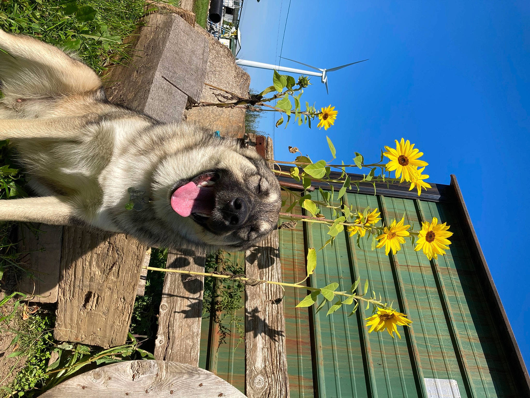 Cherokee joined the competition — help win amazing prizes! building, canidae, carnivore, dog, dog_breed, electrical_supply, electricity, facade, fawn, flower, grass, petal, plant, public_utility, sky, sporting_group, tree, wire, wood, working_animal