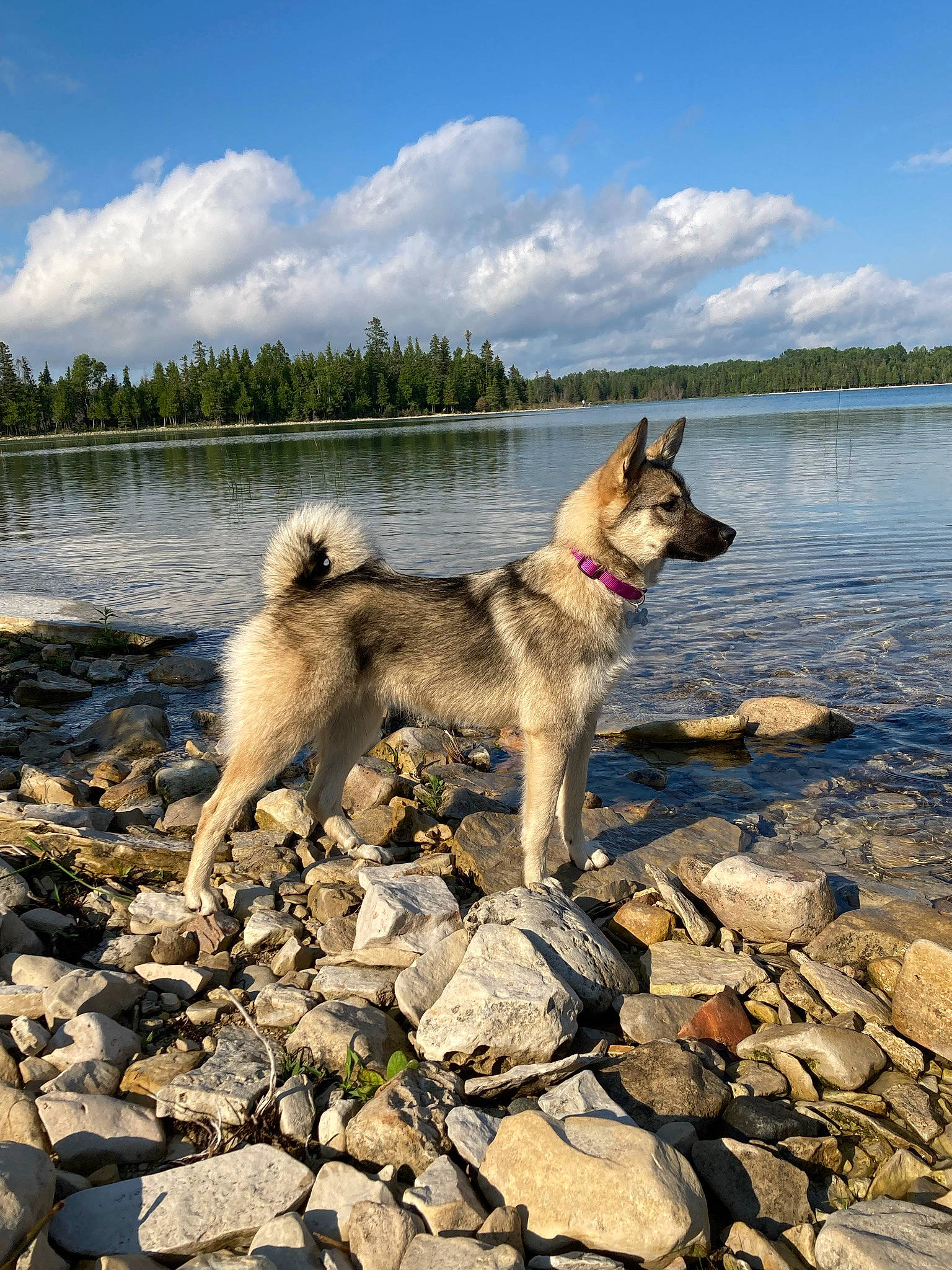 Cherokee joined the competition — help win amazing prizes! adventure, beach, canidae, carnivore, cloud, dog, dog_breed, dog_hiking, fawn, lake, reservoir, rock, sky, sporting_group, tree, water, working_animal, working_dog