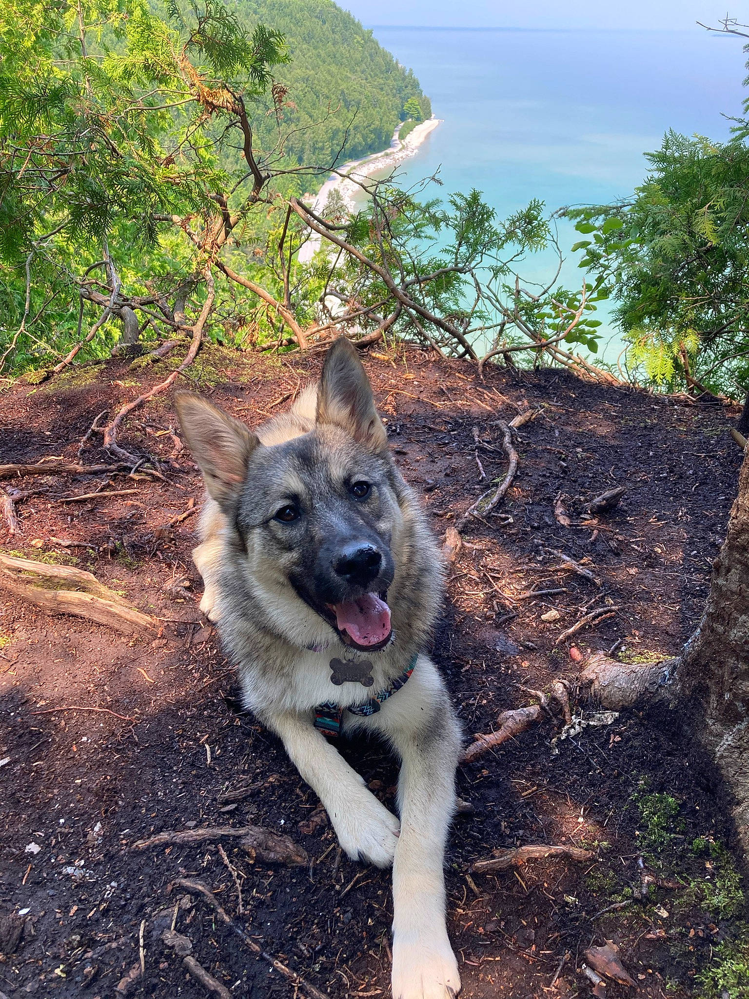 Cherokee joined the competition — help win amazing prizes! canidae, canis, carnivore, dog, dog_breed, fawn, german_shepherd_dog, grass, herding_dog, landscape, plant, rock, sky, snout, soil, sporting_group, tree, water, working_animal, working_dog