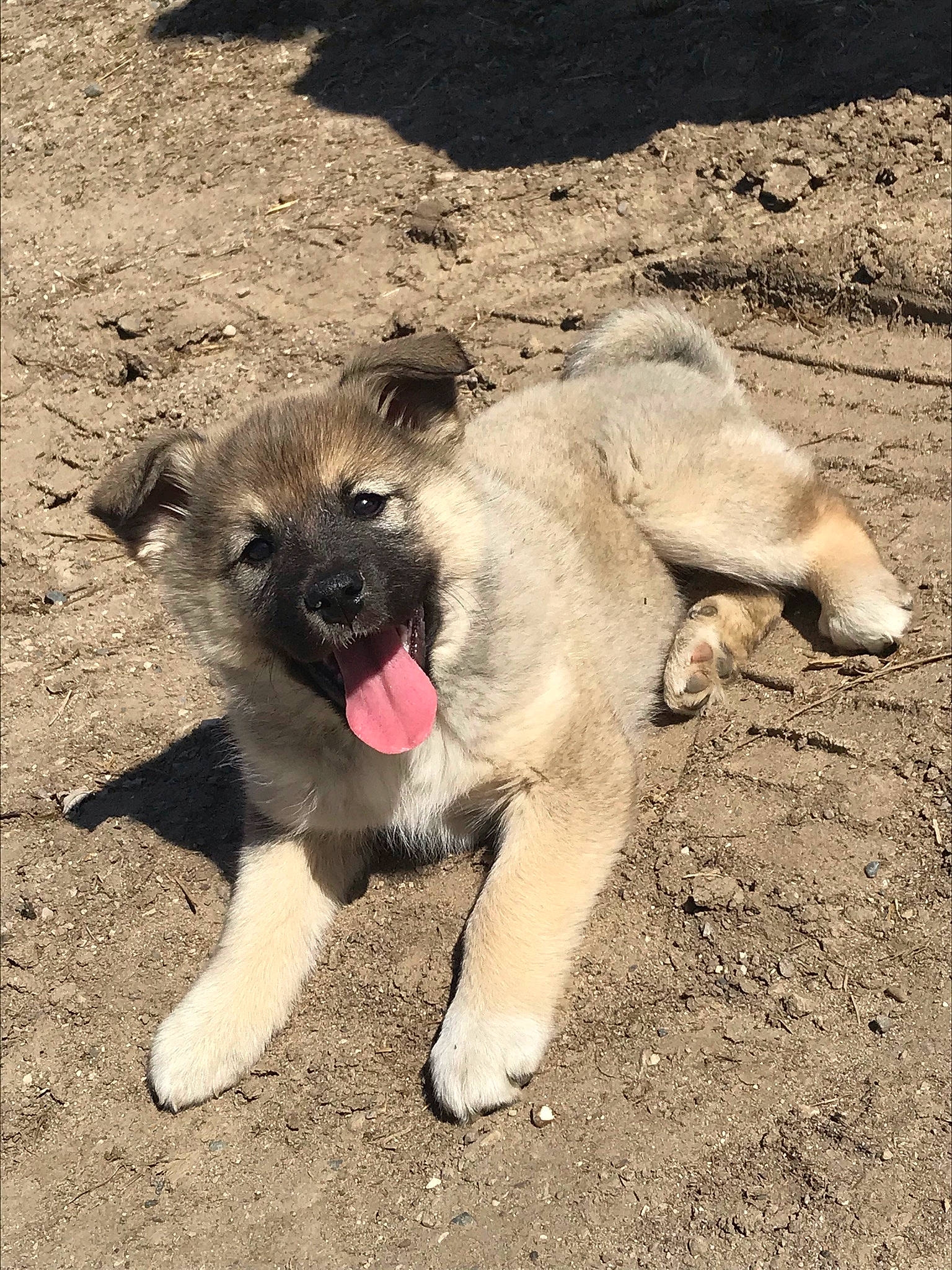 Cherokee is registered to the contest to win money with this photo: carnivore, companion_dog, dog, dog_breed, estrela_mountain_dog, fawn, foot, fur, non_sporting_group, paw, soil, sporting_group, tail, terrestrial_animal, working_animal