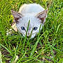 Nala joined the competition — help win amazing prizes! kitten, cat, blue_eyes, white_fur, grass, outdoor, nature, animal, young_cat, curious, greenery, close_up, playful, pet, mammal, small_animal, crouching, wildlife, sunlight, ground