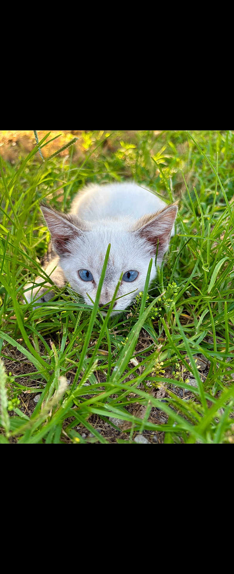 Nala