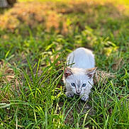 Nala joined the competition — help win amazing prizes! kitten, cat, animal, grass, outdoor, nature, greenery, young, cute, blue_eyes, feline, predator, crouching, sunlight, blurred_background, small, mammal, pets, wildlife, playful