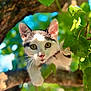 cat, animal, pet, tree, branch, green_leaves, outdoor, nature, curious, whiskers, eyes, fur, sunlight, daylight, close_up, mammal, climbing, young_cat, playful, alert
