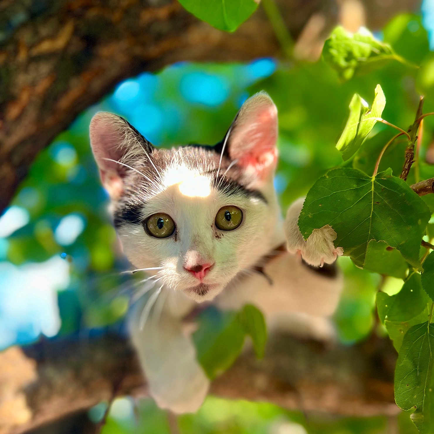 Soleïa participe au concours pour gagner de l'argent avec cette photo : alert, animal, branch, cat, climbing, close_up, curious, daylight, eyes, fur, green_leaves, mammal, nature, outdoor, pet, playful, sunlight, tree, whiskers, young_cat