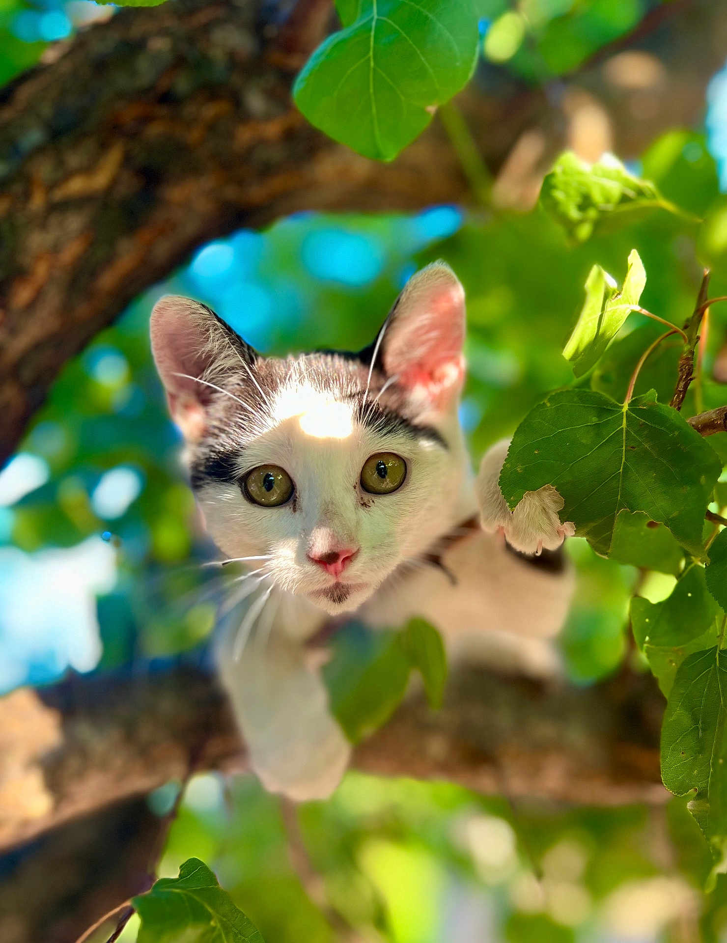 Soleïa participe au concours pour gagner de l'argent avec cette photo : cat, animal, pet, tree, branch, green_leaves, outdoor, nature, curious, whiskers, eyes, fur, sunlight, daylight, close_up, mammal, climbing, young_cat, playful, alert