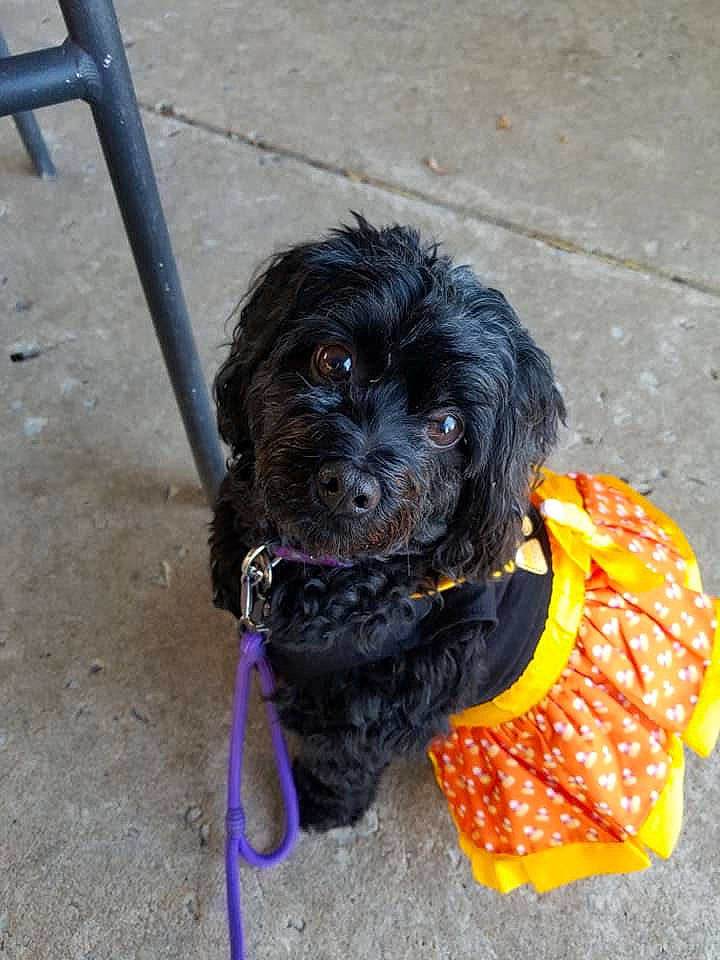 Hope is registered to the contest to win money with this photo: carnivore, collar, companion_dog, dog, dog_breed, dog_clothes, dog_collar, dog_supply, fashion_accessory, fur, leash, liver, maltepoo, personal_protective_equipment, pet_supply, small_terrier, terrier, toy_dog, water_dog, working_animal