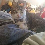 Reggie is registered to the contest to win money with this photo: animal, bed, blanket, bow_tie, cat, comfort, cozy, cute, feline, gray, home, indoor, pet, plush_toys, relaxed, resting, soft_light, striped, stuffed_animals, white