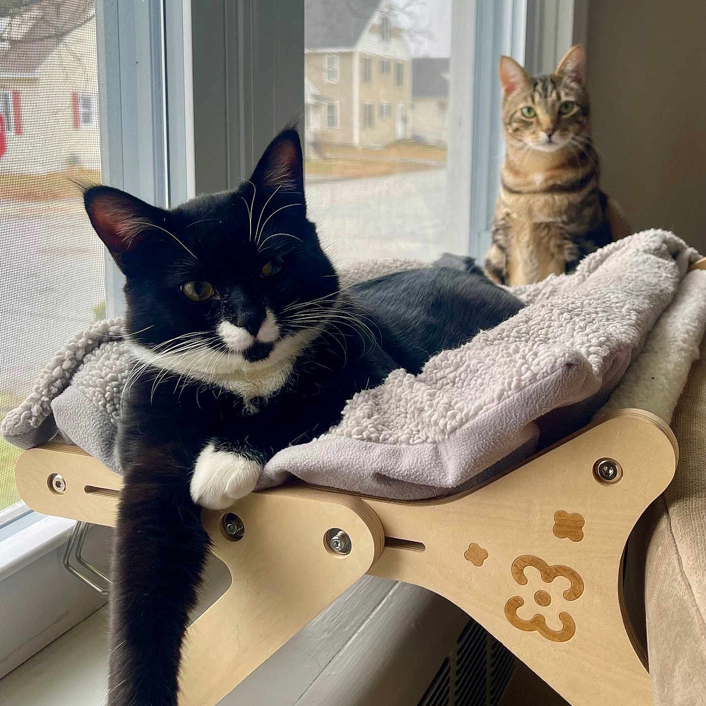 Felix is registered to the contest to win money with this photo: animal, background, black_and_white_cat, blanket, cat, cozy, daylight, domestic_animal, feline, house, indoors, looking, paw, perch, pet, relaxed, resting, tabby_cat, window, wooden_furniture