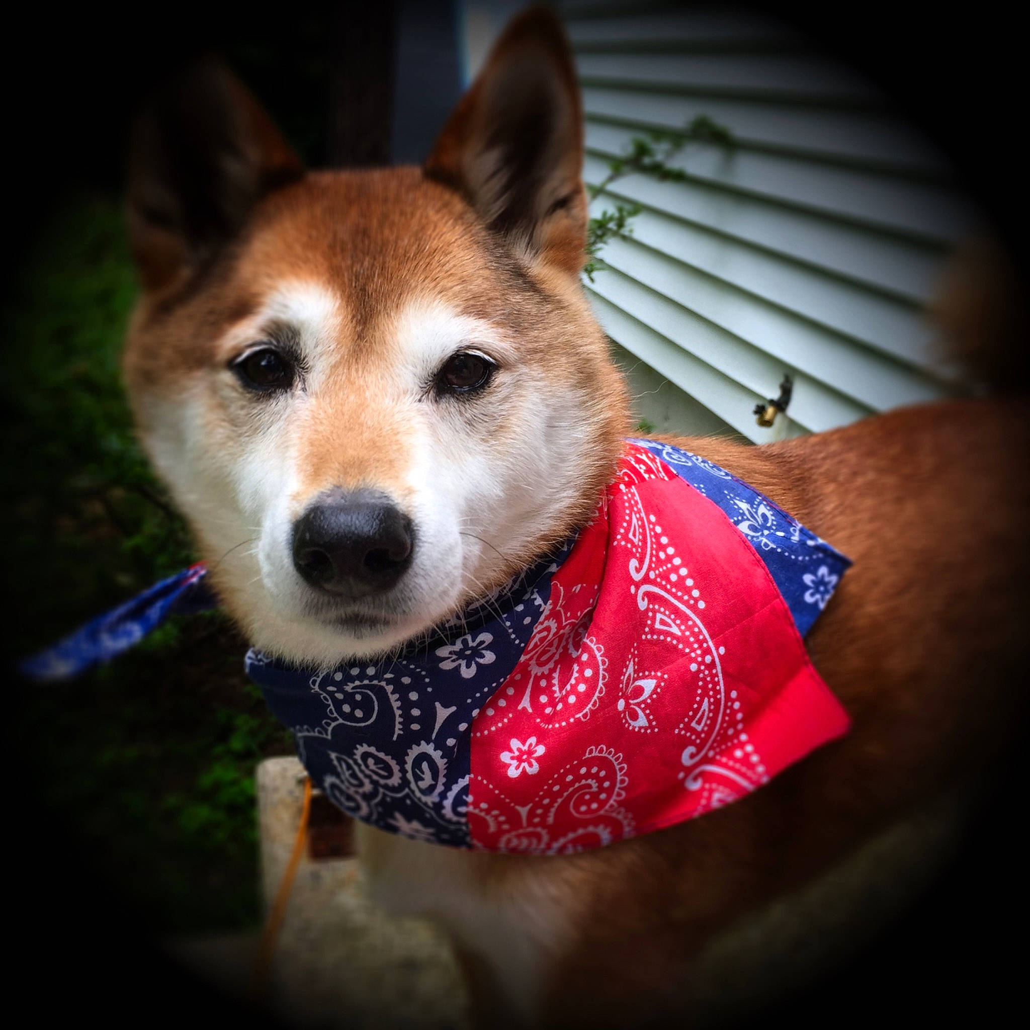 Kody is registered to the contest to win money with this photo: akita, akita_inu, ancient_dog_breeds, canidae, carnivore, companion_dog, dog, dog_breed, mammal, non_sporting_group, norwegian_lundehund, pembroke_welsh_corgi, rare_breed_dog, shiba_inu, shikoku, snout, spitz, vertebrate, welsh_corgi, whiskers