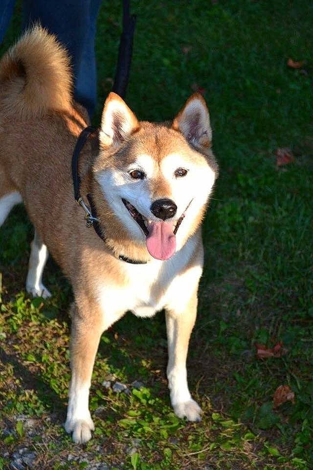 Kody is registered to the contest to win money with this photo: akita, akita_inu, ancient_dog_breeds, canaan_dog, canadian_eskimo_dog, canidae, carnivore, dog, dog_breed, east_siberian_laika, hokkaido, mammal, norwegian_lundehund, saarloos_wolfdog, shiba_inu, shikoku, siberian_husky, tamaskan_dog, vertebrate, west_siberian_laika