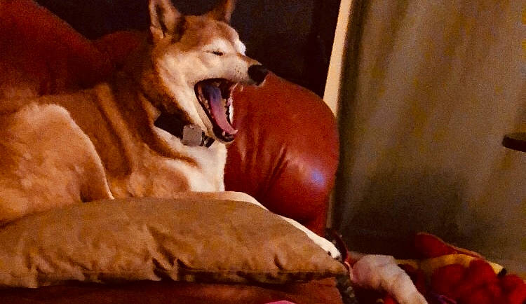 Kody is registered to the contest to win money with this photo: ancient_dog_breeds, canidae, canis, carnivore, carolina_dog, dog, dog_breed, mammal, new_guinea_singing_dog, non_sporting_group, pembroke_welsh_corgi, shiba_inu, vertebrate, welsh_corgi, wolfdog
