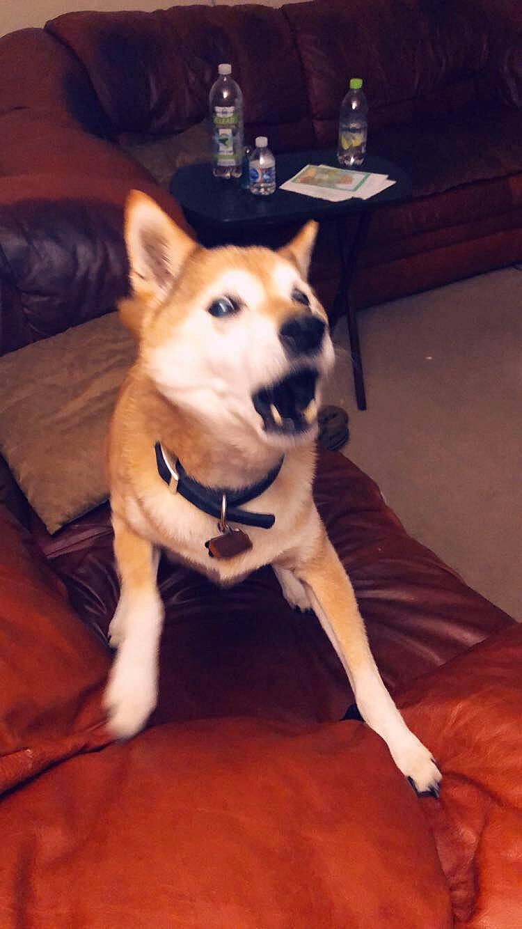 Kody joined the competition — help win amazing prizes! canaan_dog, canidae, carnivore, carolina_dog, dog, dog_breed, east_siberian_laika, fawn, labrador_husky, laika, mammal, pariah_dog, rare_breed_dog, sakhalin_husky, siberian_husky, snout, tamaskan_dog, vertebrate