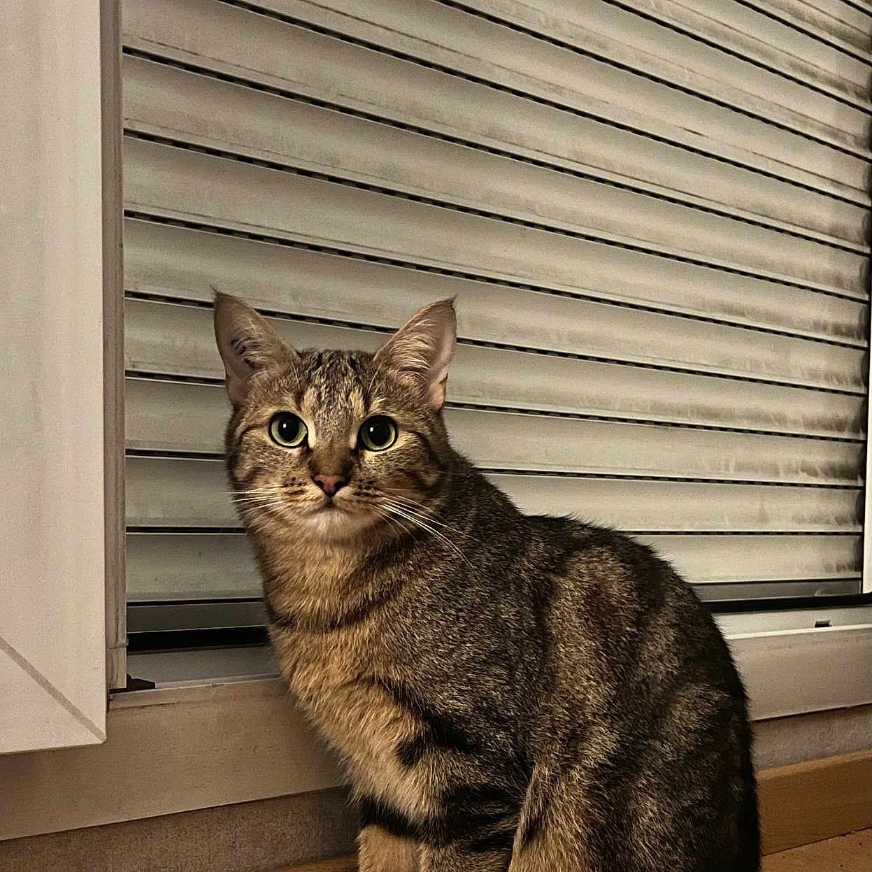 Aduna a rejoint le concours — aidez-le/la à gagner de superbes lots ! alert, animal, cat, curious, cute, domestic, ears, feline, floor, fur, indoor, mammal, pet, shutter, sitting, striped, tabby, tail, whiskers, window