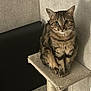 cat, tabby, cat_tree, indoor, pet, feline, animal, fur, whiskers, ears, eyes, claws, toy, scratching_post, home, cozy, curious, sitting, neutral_colors, furniture