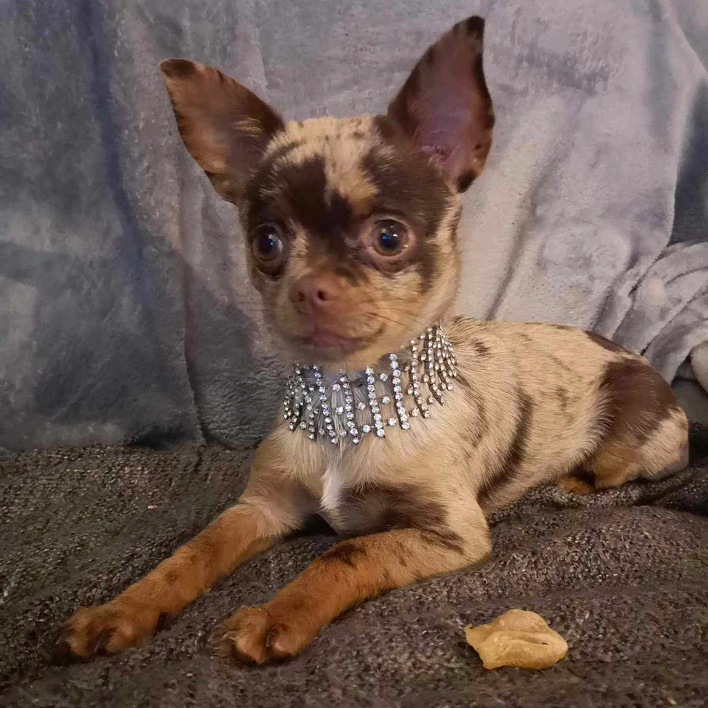 Vénus participe au concours pour gagner de l'argent avec cette photo : accessories, animal, bulldog, canine, chihuahua, dog, frenchbulldog, jewelry, necklace, pet, puppy