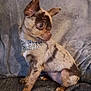 Vénus participe au concours pour gagner de l'argent avec cette photo : animal, blanket, brown_spotted, canine, companion, cozy, cute, dog, domestic_animal, ears, fur, indoor, looking_away, pet, puppy, rhinestone_collar, side_profile, sitting, small_dog, texture