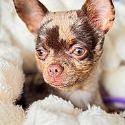 Vénus participe au concours pour gagner de l'argent avec cette photo : animal, blanket, close_up, comfort, cozy, cute, dog, ears, eyes, fur, indoor, pet, portrait, resting, sleepy, small_dog, snout, soft_texture, warm, whiskers