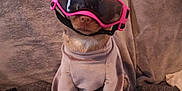 Vénus participe au concours pour gagner de l'argent avec cette photo : animal, blanket, brown_dog, canine, clothing, companion, cozy, cute, dog, ears, fur, furniture, goggles, indoor, pet, pink_goggles, portrait, sitting, small_dog, sweater