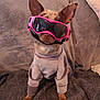 animal, blanket, brown_dog, canine, clothing, companion, cozy, cute, dog, ears, fur, furniture, goggles, indoor, pet, pink_goggles, portrait, sitting, small_dog, sweater