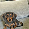 Ella joined the competition — help win amazing prizes! puppy, dog, long_hair, brown, black, cute, pet, animal, indoor, sofa, couch, furniture, sitting, young, looking, face, ears, tail, paw, domestic