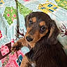 Ella is registered to the contest to win money with this photo: puppy, dog, pet, animal, cute, blanket, colorful, pattern, house_pattern, fur, brown_fur, black_fur, lying_down, close_up, indoor, cozy, young_dog, looking_up, soft_texture, adorable
