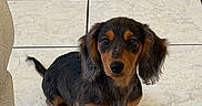 Ella joined the competition — help win amazing prizes! puppy, dog, dachshund, pet, animal, cute, small_dog, floor, tile, indoor, fur, ears, black_and_tan, sitting, looking, adorable, young, companion, domestic_animal, canine