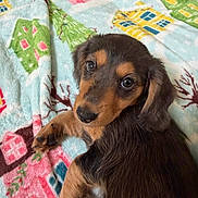 Ella joined the competition — help win amazing prizes! puppy, dog, blanket, pattern, colorful, house_pattern, tree_pattern, cute, pet, fur, brown, black, lying_down, indoors, cozy, soft_texture, animal, young, looking_up, adorable