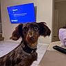 Auggie is registered to the contest to win money with this photo: dog, dachshund, indoor, pet, animal, table, television, wall, floor, tile_floor, collar, ears, fur, looking, curious, home, domestic, object, technology, room