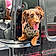 Auggie