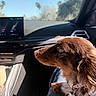 Auggie joined the competition — help win amazing prizes! dog, pet, car_interior, dashboard, sunlight, blue_sky, window, collar, tag, fur, seat, lap, side_view, brown_dog, canine, animal, transportation, daytime, looking_out, close_up