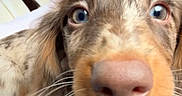 Auggie is registered to the contest to win money with this photo: dog, puppy, dachshund, close_up, blue_eyes, nose, paw, denim, lap, person, seatbelt, blanket, brown, white, car_interior, cute, pet, fur, whiskers, indoor